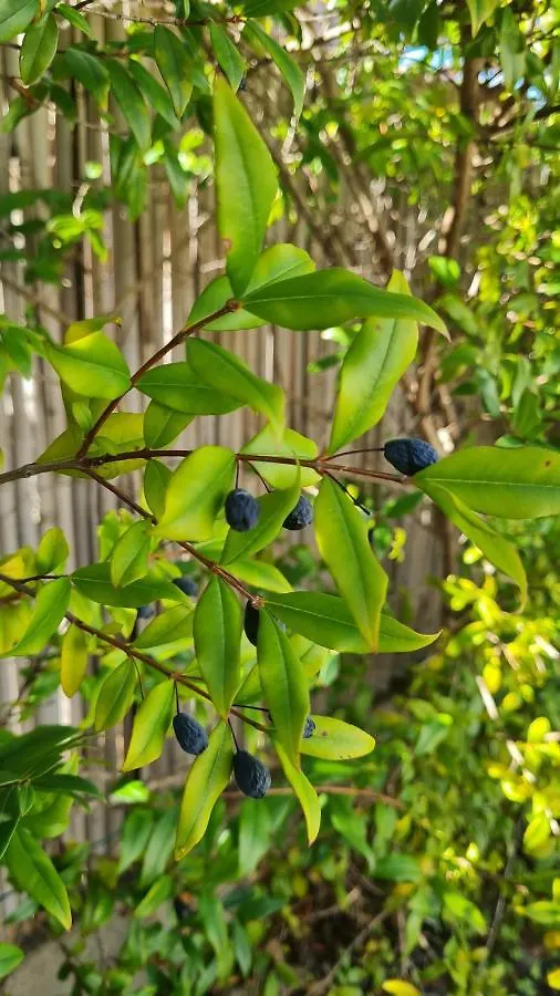 Ferienwohnung Mirto Blu Àrbatax